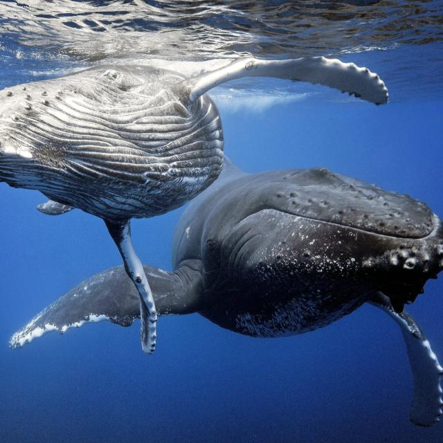 La Baleine Bosse ile des pins nouvelle caledonie