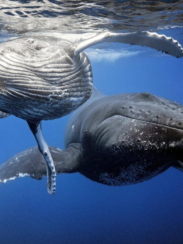La Baleine Bosse ile des pins nouvelle caledonie