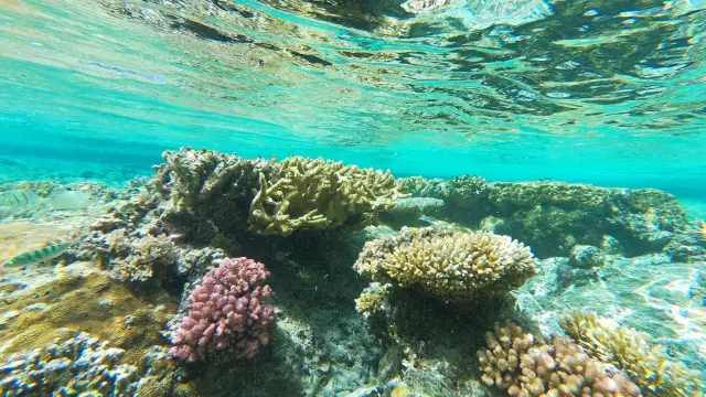 Piscine Naturelle Baie d'oro - île des pins
