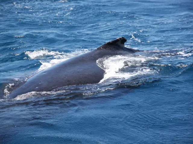 Baleine - Prony