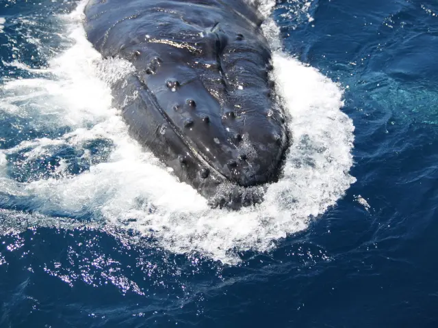 Baleine - Prony