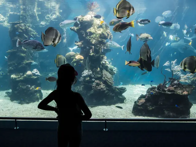 Aquarium des Lagons - Nouméa