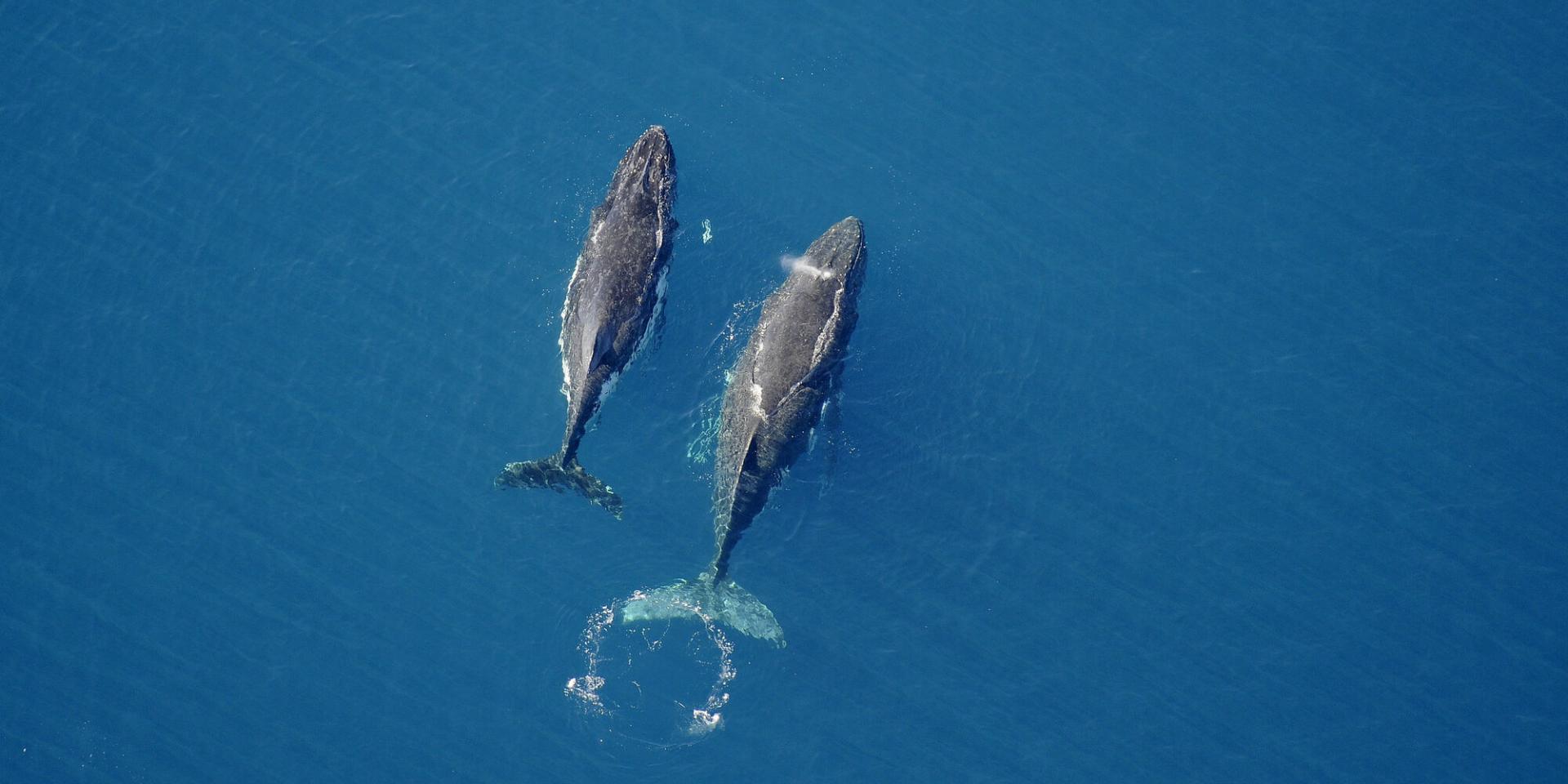 Baleine - Yaté