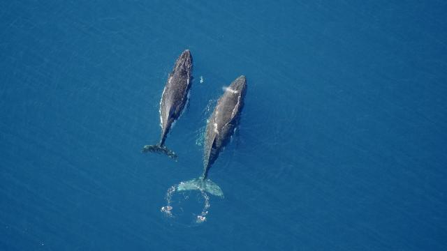 Baleine - Yaté