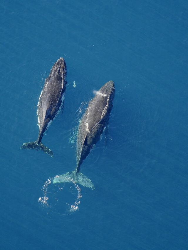 Baleine - Yaté