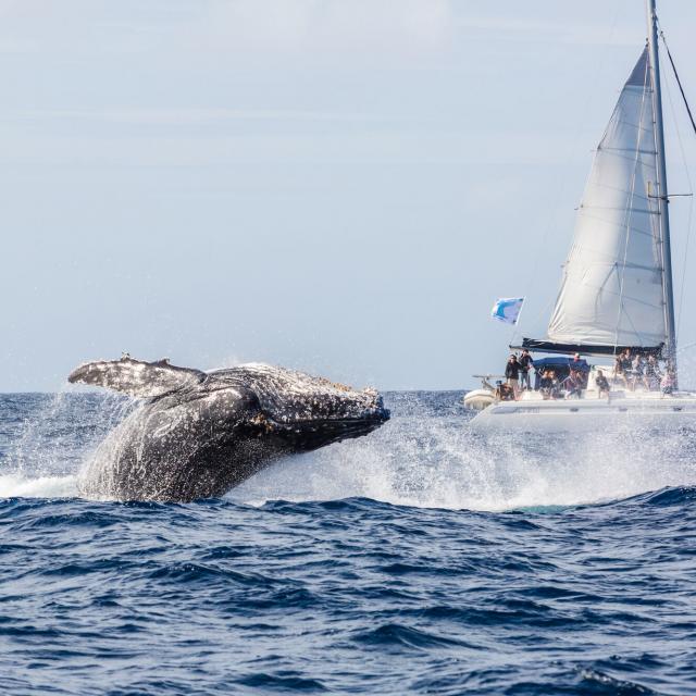 Observation des baleines - Yaté
