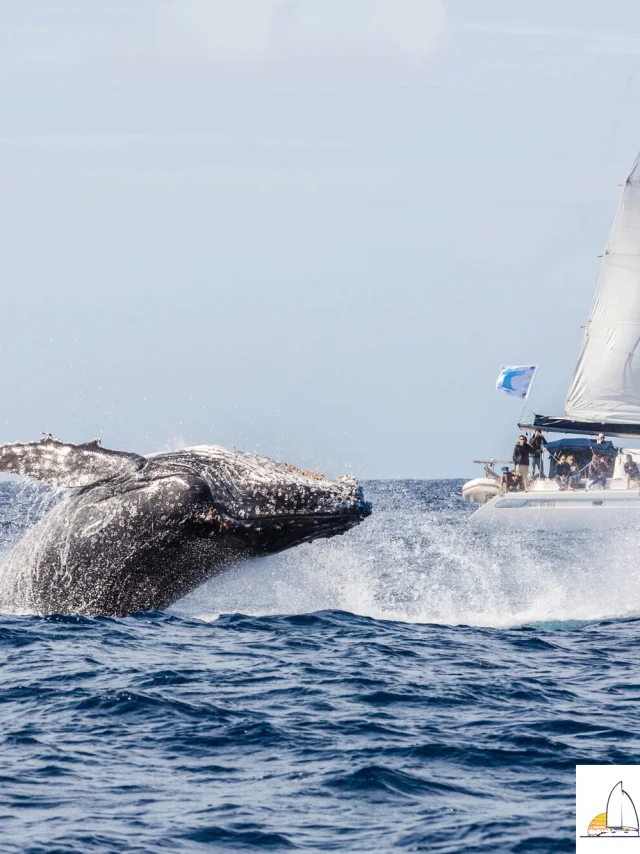 Sortie baleine - Yaté
