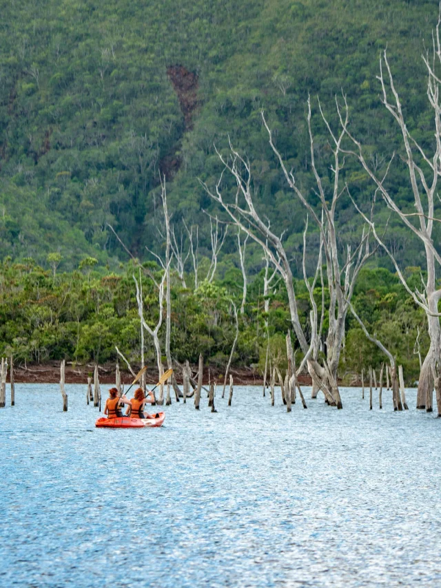 Kayak dans la forêt noyée - Parc de la Rivière Bleue - Grand Sud