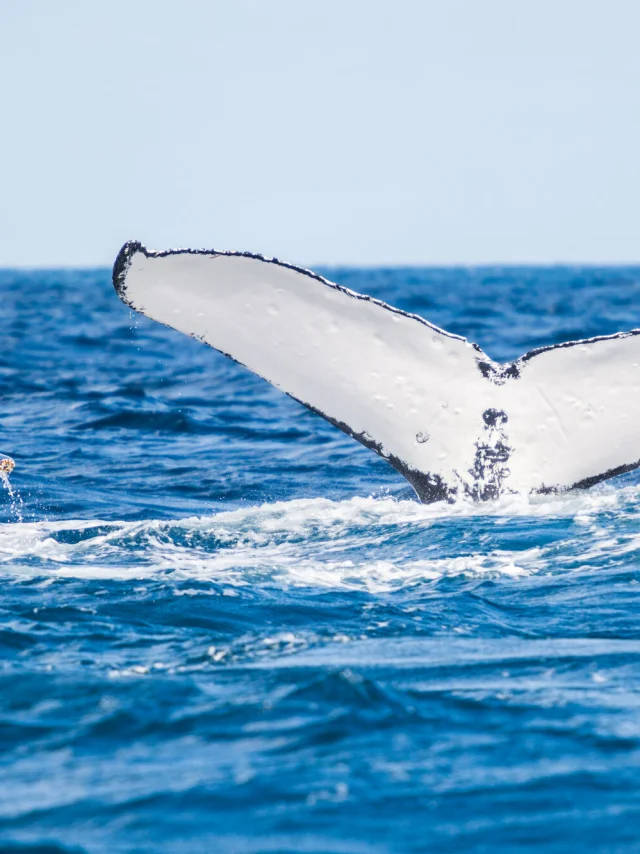 Baleine à Yaté
