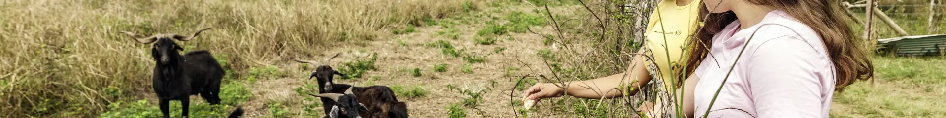 chevre, gite, la petite ferme
