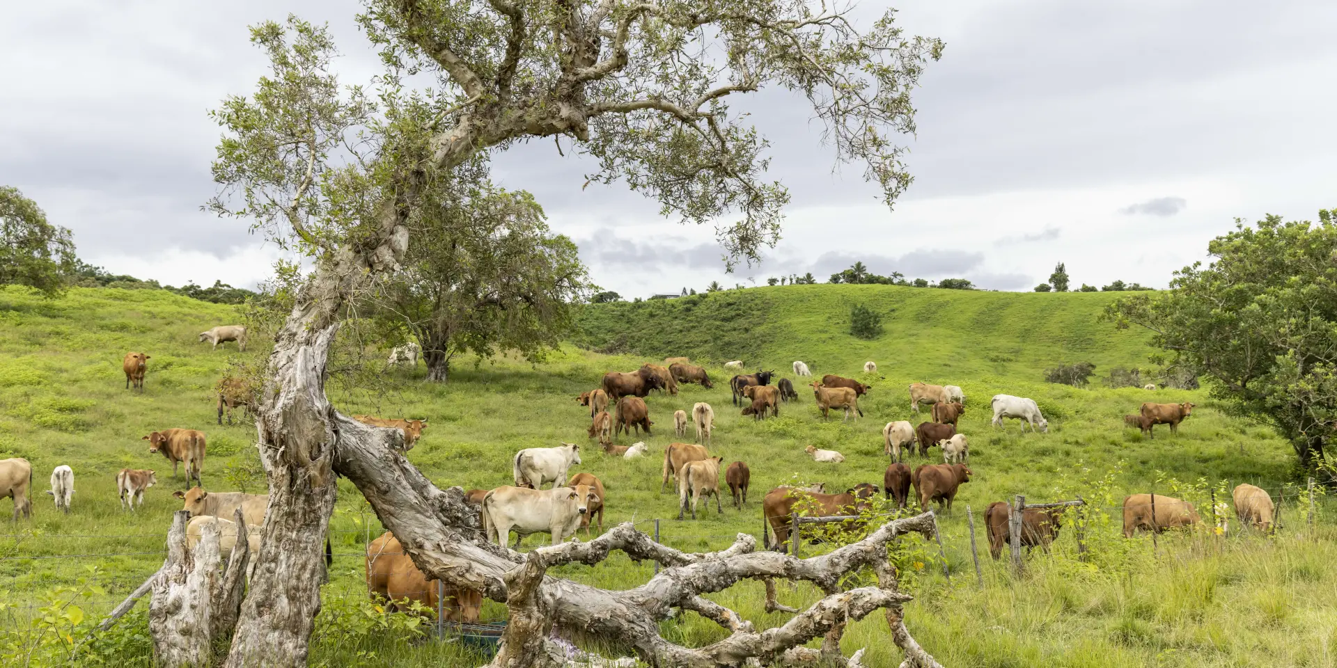 la nera, vache